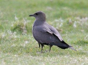 Arctic Skua