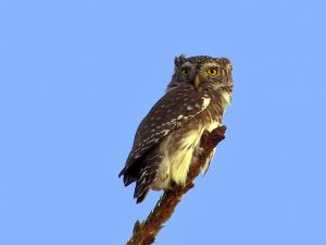 Eurasian Pygmy Owl