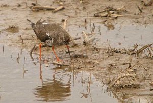 Redshank