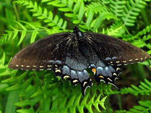 Eastern Tiger Swallowtail, Dark Female
