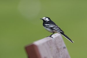 Pied Wagtail