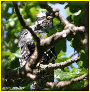 Downy Woodpeckers