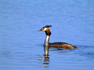 Great crested crebe