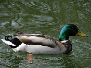 Mallard