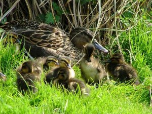 Mallard ducklings