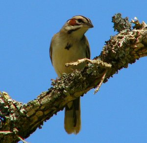 Lark Sparrow