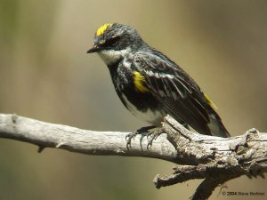 Yellow-rumped warbler