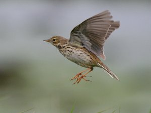 Meadow Pipit