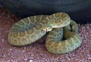 Prairie Rattlesnake