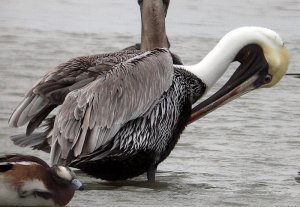 Brown Pelican