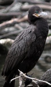 Neotropic Cormorant