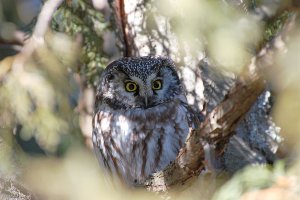 Boreal Owl