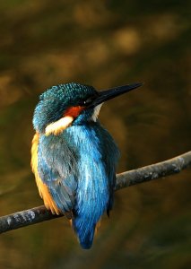 Kingfisher - in the 'golden hour' after dawn