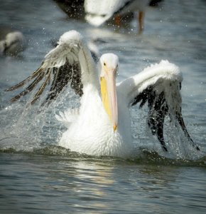 American White Pelican