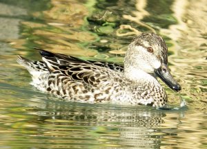 Green-winged Teal