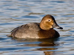 Pochard