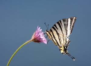 Scarce Swallowtail