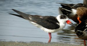 Black Skimmer