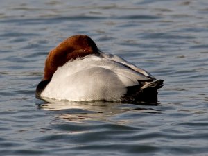 Pochard