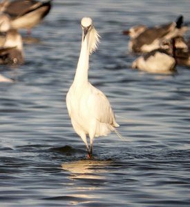 Reddish Egret (WHITE MORPH)