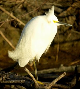 Snowy Egret