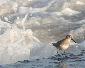 Escaping the waves, one