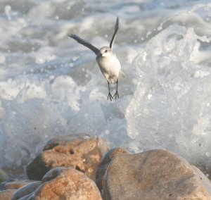 Escaping the waves, two.