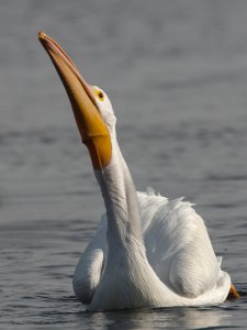 White Pelican