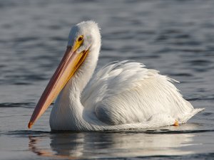 White Pelican