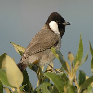 White-eared Bulbul