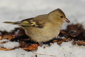 Lady finch on the snow