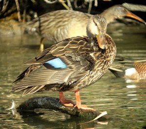 Mottled Duck