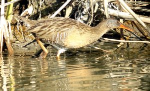 Clapper Rail