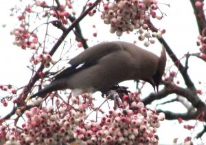Waxwing, Hereford