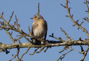 Fieldfare