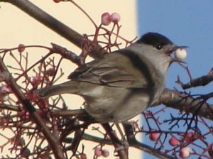 Blackcap