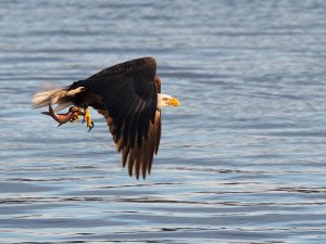 Bald Eagle with fish