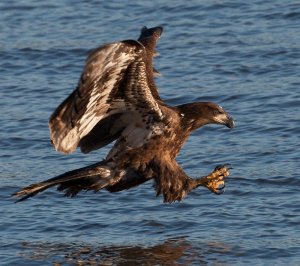 Juvenile Bald Eagle with talons