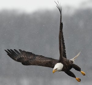 Bald Eagle in snow