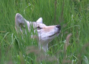 One of the wonders of Yellowstone National Park, Bird Watching