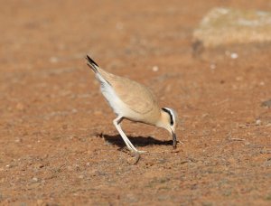 Cream-coloured Courser