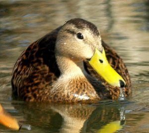 Mottled Duck