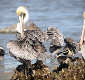 Brown Pelican