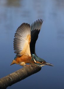 Aggressive Kingfisher