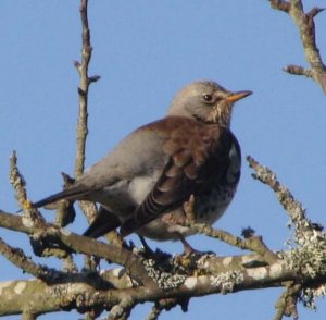 fieldfare