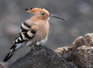 Hoopoe