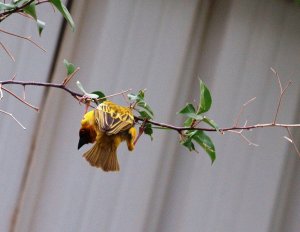 The Ruppell's weaver