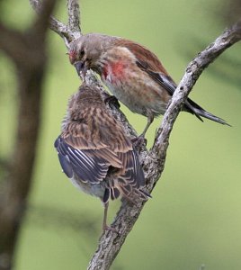 Feeding time