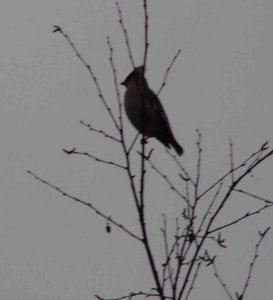 waxwing