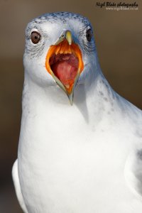"Gobby" Common Gull